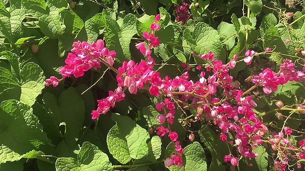Bees in the Coral Vine
